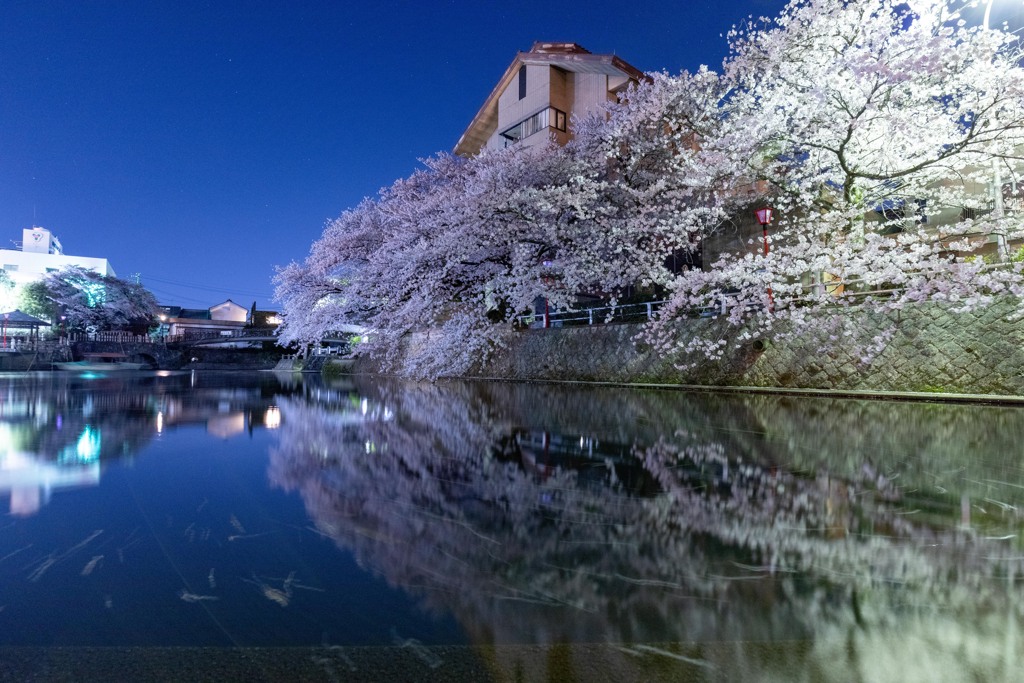 水門川夜桜　四季の広場2022①　