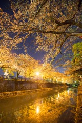 水門川夜桜景５