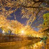 水門川夜桜景５