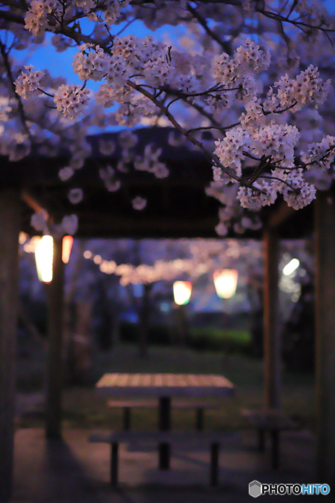 夜桜