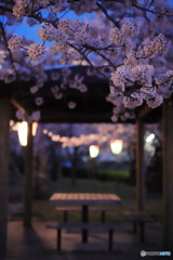 夜桜