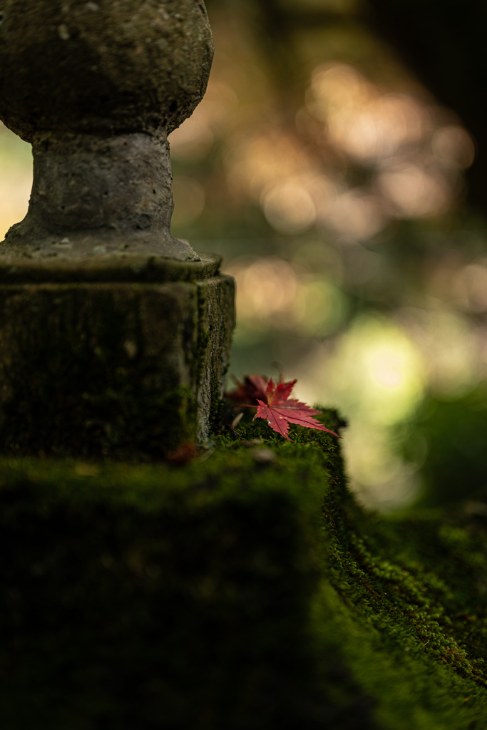 ひとひらの紅