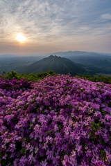 深山霧島躑躅