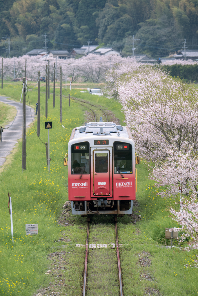 春を駆ける