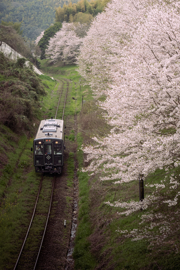 春列車