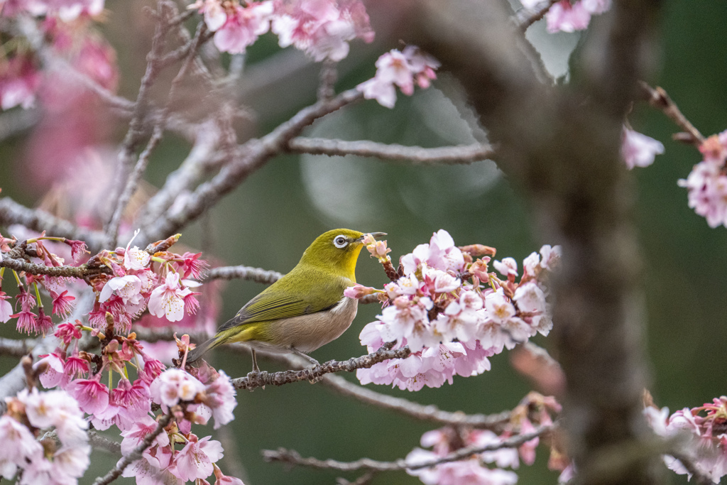 春が来た