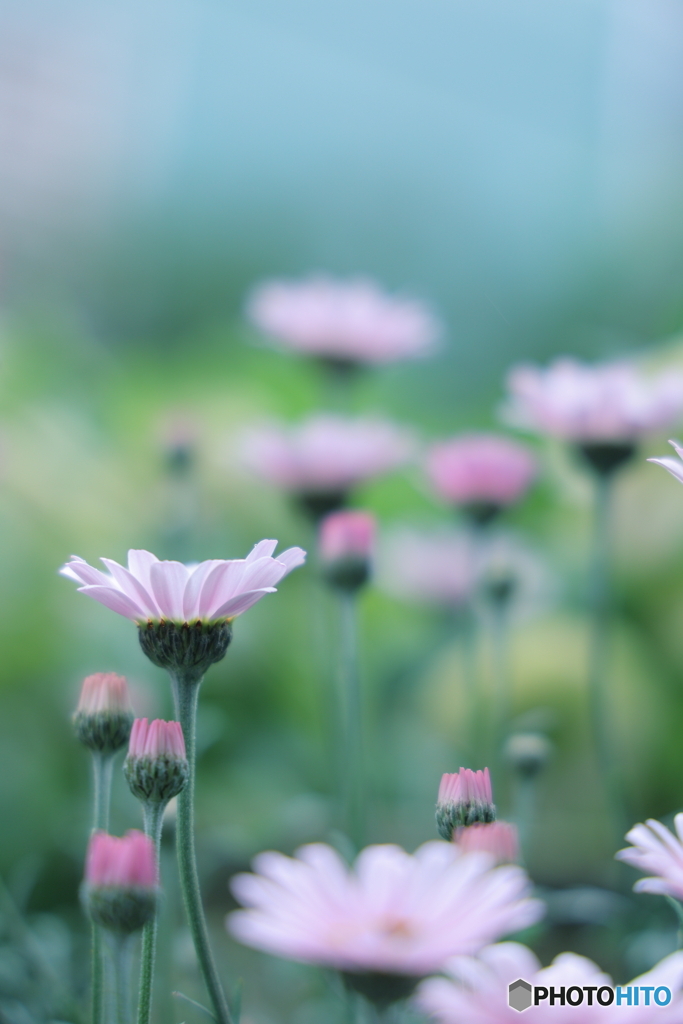 ローダンセマム