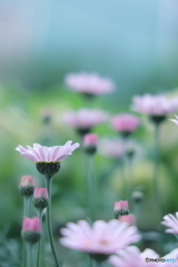 ローダンセマム