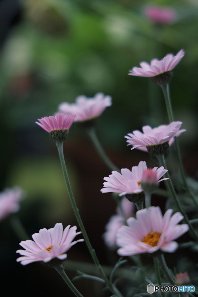 ローダンセマム