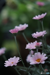 ローダンセマム