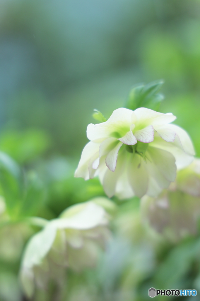 クリスマスローズ