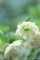 クリスマスローズ