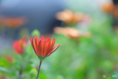 オステオスペルマム