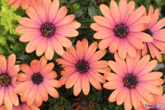 オステオスペルマム