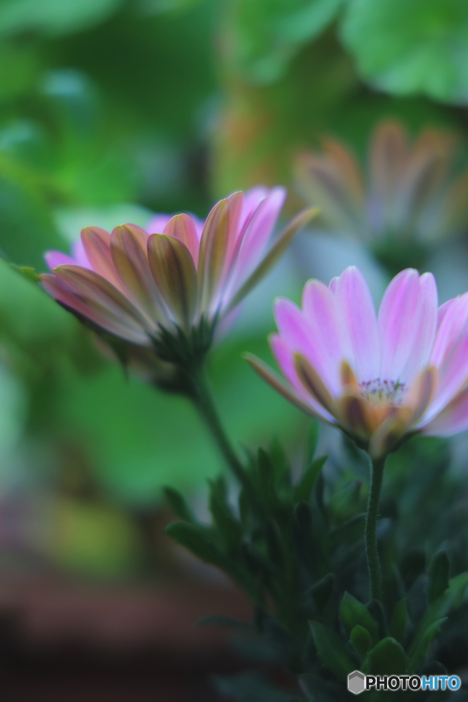 オステオスペルマム