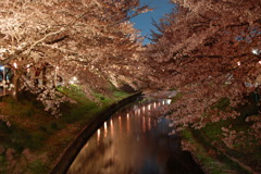 佐保川　桜　nikond40