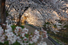 佐保川の桜