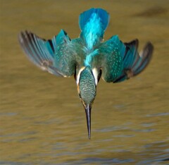 カワセミ　入水