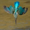 カワセミ　入水
