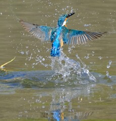 カワセミ　出水3