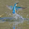 カワセミ　出水3