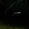ツバメ　黒光り3
