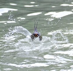 ツバメ入水離水2