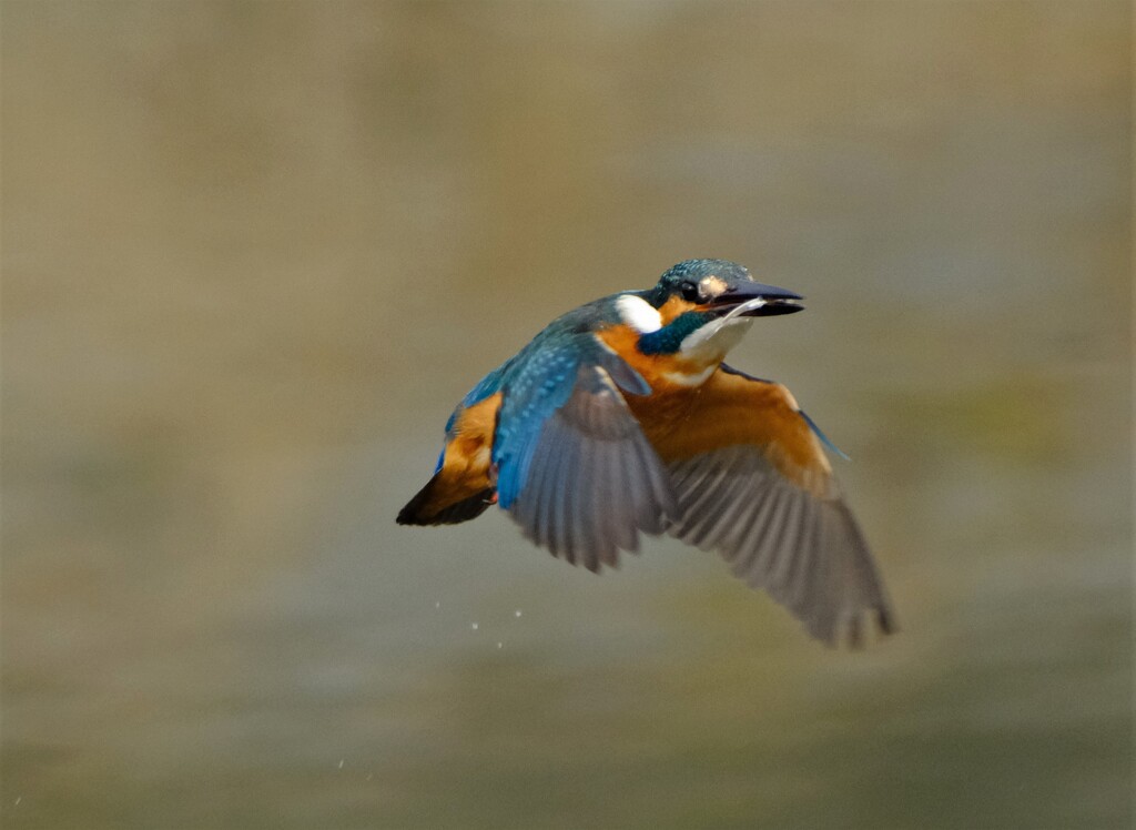 カワセミ　離水後飛翔5