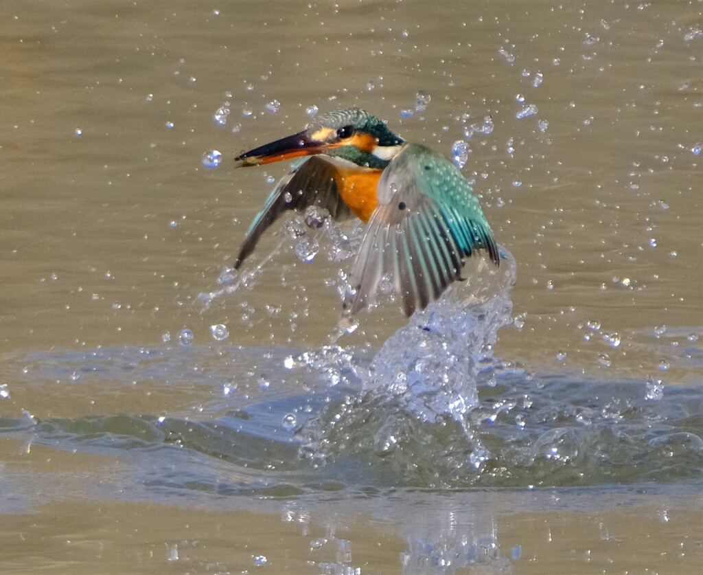 カワセミ　離水1