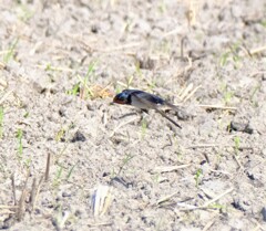 地を這う様に飛ぶ4
