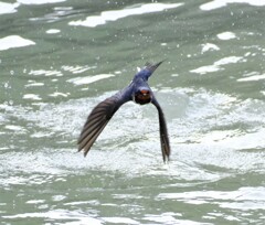 ツバメ入水離水5