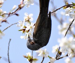 桜　ヒヨドリ