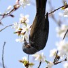 桜　ヒヨドリ