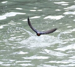 ツバメ入水離水3