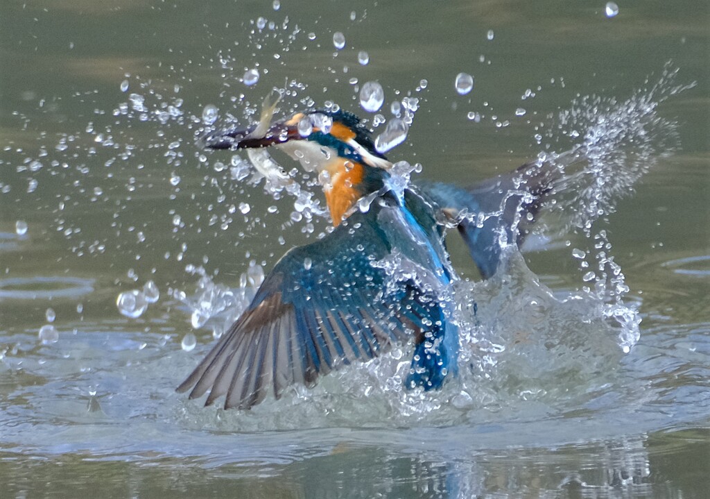 カワセミ　出水2