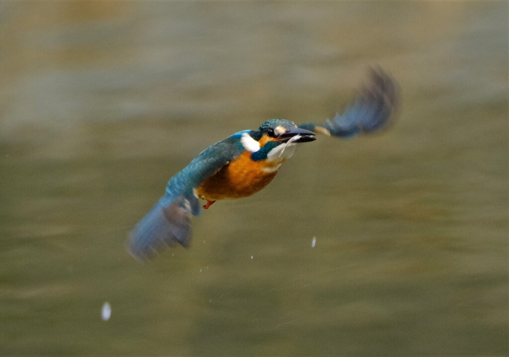 カワセミ　離水後飛翔2