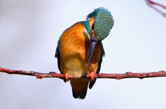 カワセミ　首傾げ