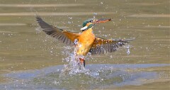 カワセミ　出水1