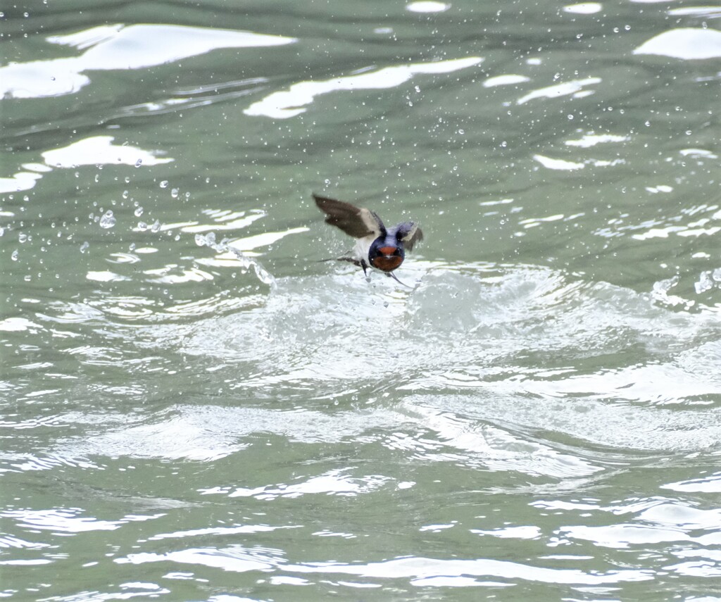 ツバメ入水離水4