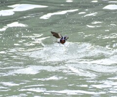 ツバメ入水離水4