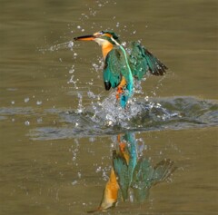 カワセミ　出水1