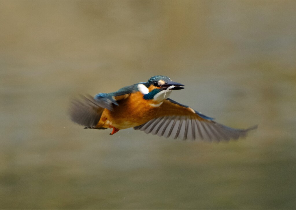 カワセミ　離水後飛翔4