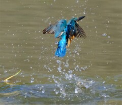 カワセミ　出水1