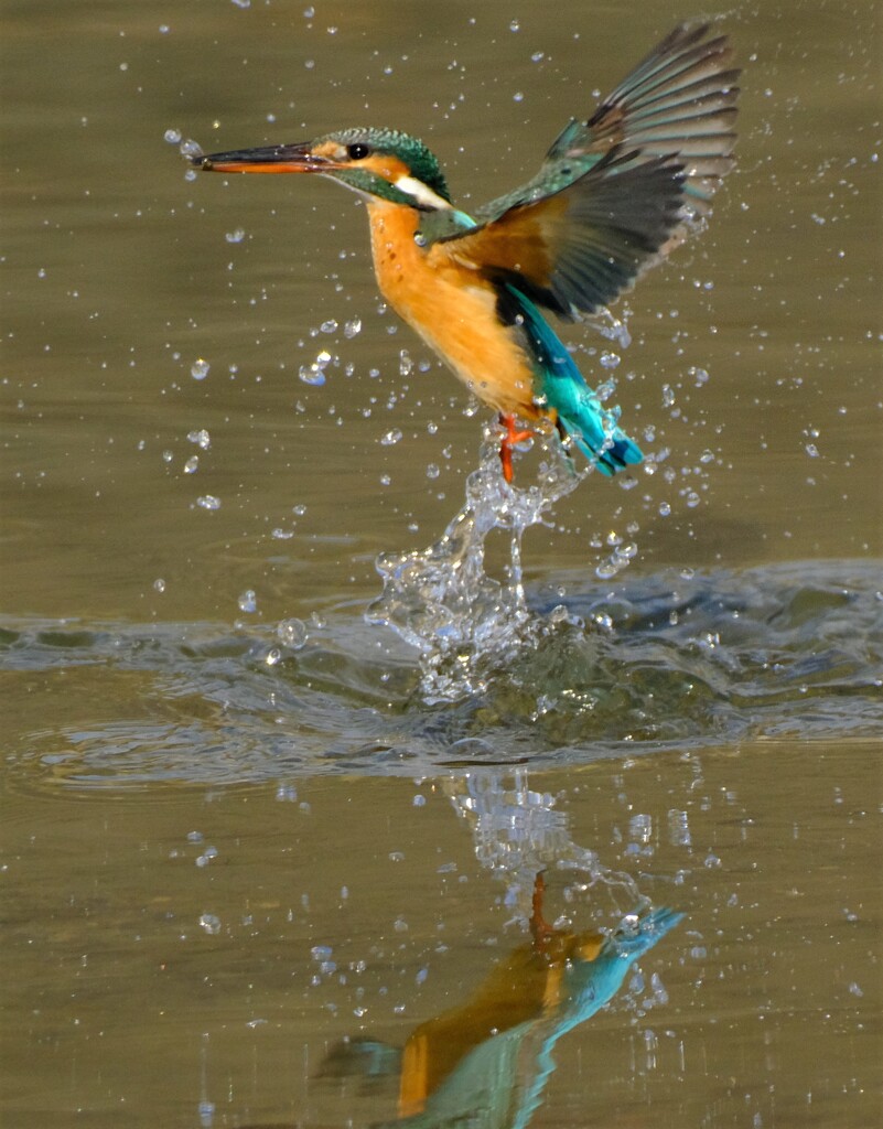 カワセミ　出水2