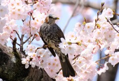 桜　ヒヨドリ