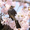 桜　ヒヨドリ