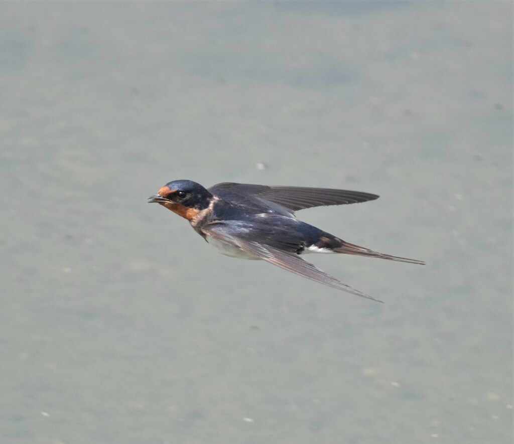 ツバメ　幼鳥