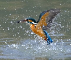 カワセミ　出水3