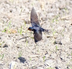 地を這う様に飛ぶ1