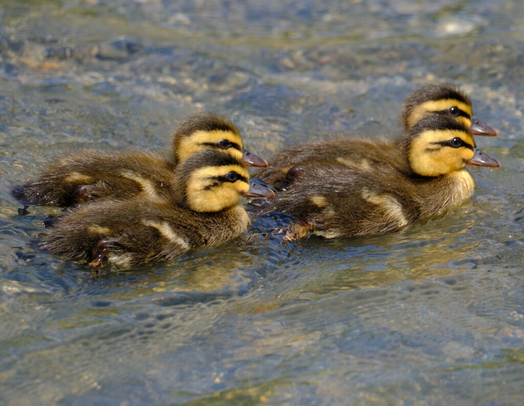 カモのヒナ4兄弟